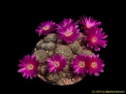 Sulcorebutia crispata WR288 2028